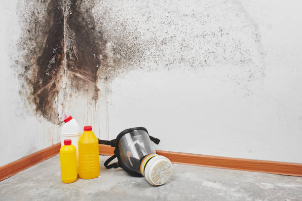 Best Professional Mold Removal  in St Albans, VT