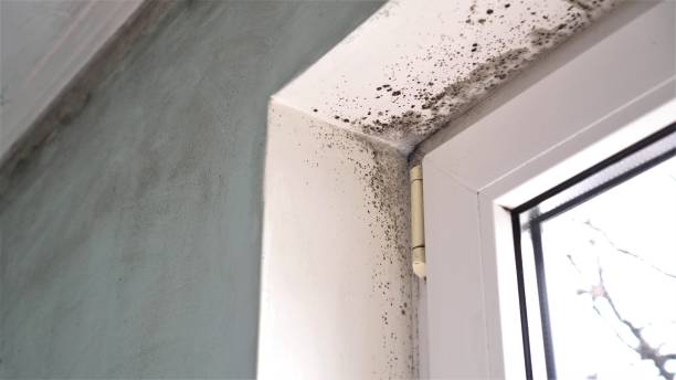 St Albans, VT Mold Removal Company