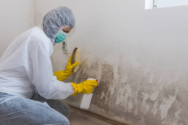 Best Mold Remediation  in St Albans, VT