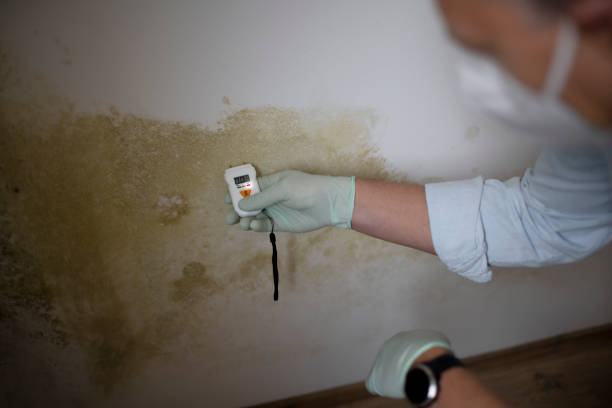 Best Emergency Mold Removal  in St Albans, VT