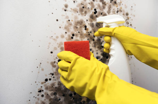 Best Mold Removal Near Me  in St Albans, VT