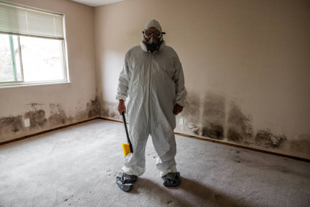 Best Crawl Space Mold Removal  in St Albans, VT