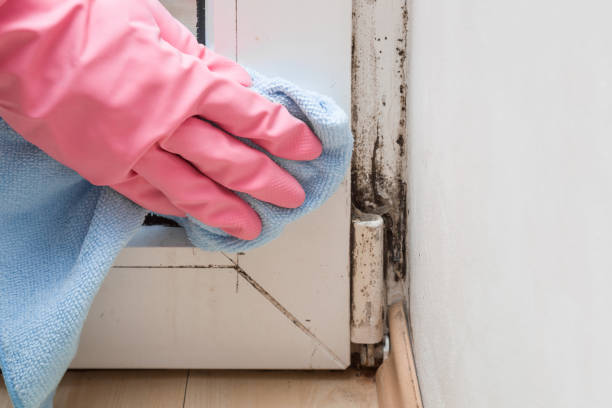 Best Mold Testing  in St Albans, VT