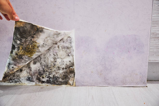 Best Local Mold Removal Service  in St Albans, VT